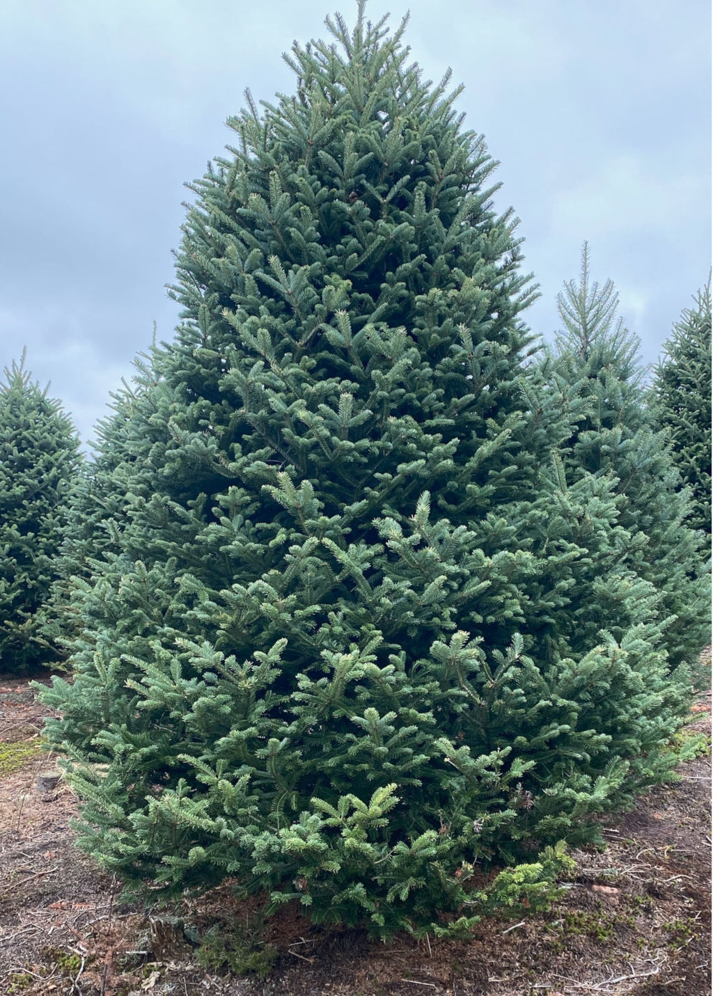 Sleigh All Day Premium 9-Foot Fresh Balsam Fir Christmas Tree – Delivered to Your Door